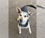 Small #1 German Shepherd Dog