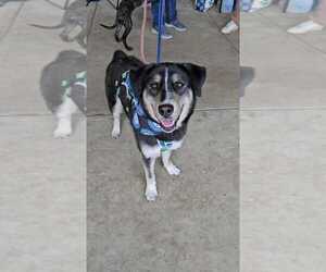 Honeysuckle - Female German Shepherd Dog-Unknown Mix Dog for Adoption - Photo #31