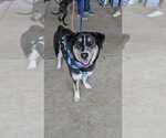 Small #30 German Shepherd Dog Mix