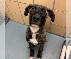 Black Mouth Cur-Mastiff Mix Dogs for adoption in Lakewood, CO, USA