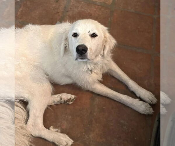 Medium Photo #5 Great Pyrenees Puppy For Sale in Dallas, TX, USA