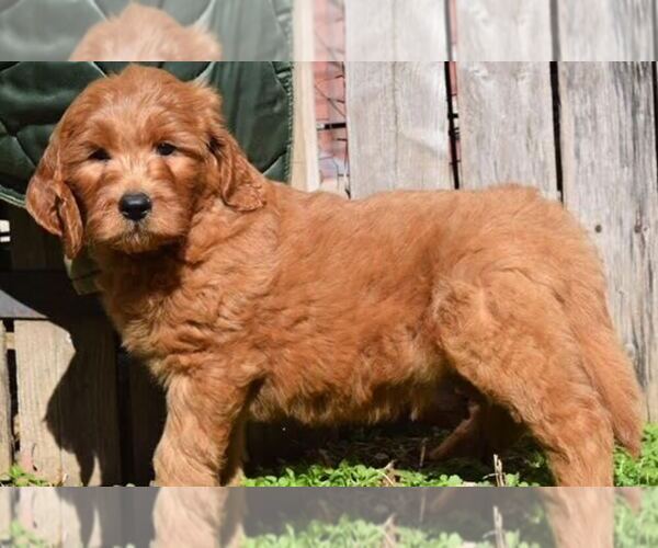 Medium Photo #2 Goldendoodle Puppy For Sale in OMAHA, NE, USA