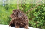Small #2 ShihPoo