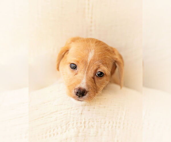 Medium Photo #5 Dachshund Puppy For Sale in Corona, CA, USA