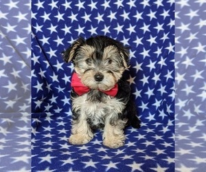 Morkie Puppy for sale in NOTTINGHAM, PA, USA