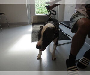 American Pit Bull Terrier-Unknown Mix Dogs for adoption in Ocala, FL, USA