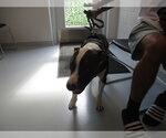 Small American Pit Bull Terrier Mix