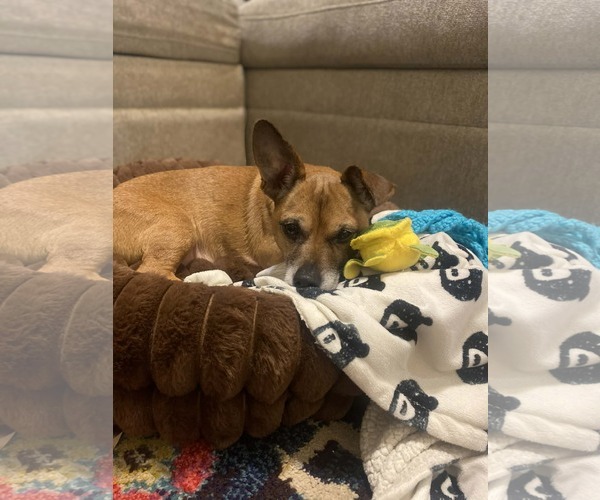 Medium Photo #4 Chihuahua-Unknown Mix Puppy For Sale in Holly Springs, NC, USA