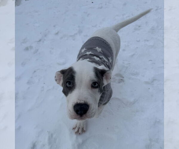 Medium Photo #12 Mutt Puppy For Sale in Fargo, ND, USA