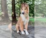 Small Photo #4 Collie Puppy For Sale in CHARLOTTE, NC, USA