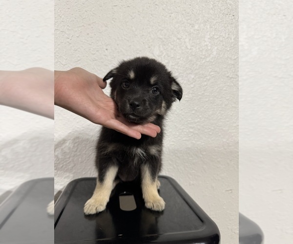 Medium Photo #6 Pomsky Puppy For Sale in DAVENPORT, FL, USA