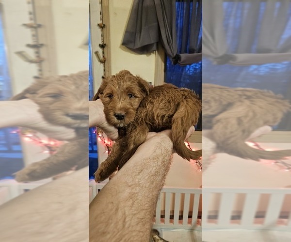 Medium Photo #3 Labradoodle mix (+ Poodle Standard) Puppy For Sale in WASILLA, AK, USA