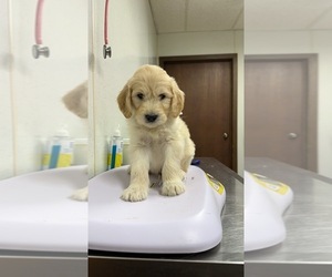 Goldendoodle Litter for sale in STEWARTVILLE, MN, USA