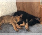 Small Photo #12 German Shepherd Dog Puppy For Sale in NEOSHO, MO, USA
