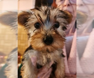 Father of the Morkie puppies born on 04/01/2025
