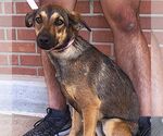 Small #2 Mutt