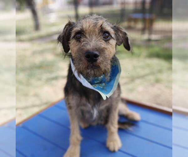 Medium Photo #1 Mutt Puppy For Sale in San Antonio, TX, USA