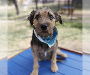 Mutt Dogs for adoption in San Antonio, TX, USA