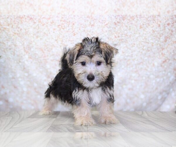 Medium Photo #1 Morkie Puppy For Sale in MARIETTA, GA, USA