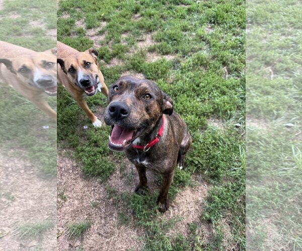 Medium Photo #3 Mutt Puppy For Sale in Doylestown, PA, USA