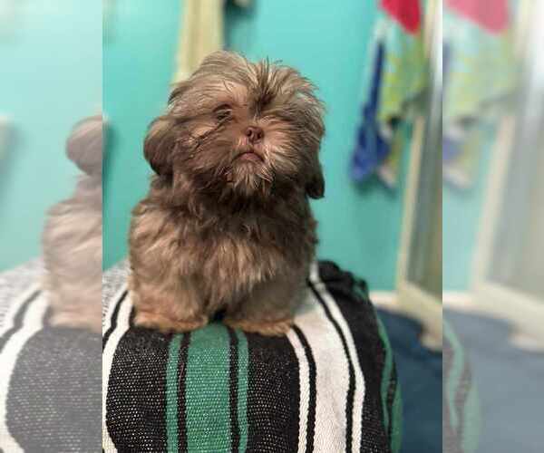 Medium Photo #1 Shih Tzu Puppy For Sale in MARTINSBURG, WV, USA
