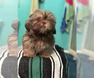 Shih Tzu Puppy for sale in MARTINSBURG, WV, USA