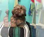 Small Shih Tzu