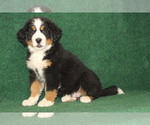 Small Photo #7 Bernese Mountain Dog Puppy For Sale in HORN CREEK, CO, USA