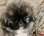 Puppy Puppy 2 Pekingese