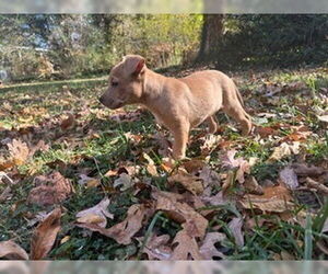 Pharo - Male Labrador Retriever-Unknown Mix Dog for Adoption - Photo #4
