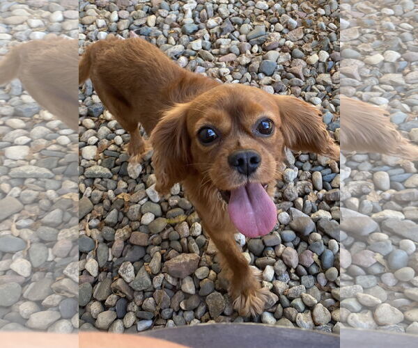 Medium Photo #3 Cavalier King Charles Spaniel Puppy For Sale in Sioux Falls, SD, USA