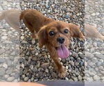 Small #2 Cavalier King Charles Spaniel