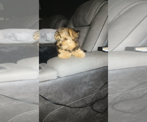 Medium Photo #3 Yorkshire Terrier Puppy For Sale in BENSON, NC, USA