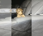 Small #1 Yorkshire Terrier