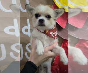 Oliver (AL) - Male ShiChi Dog for Adoption - Photo #4