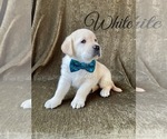 Small Photo #40 Labrador Retriever Puppy For Sale in MURRIETA, CA, USA