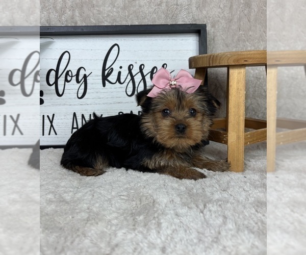 Medium Photo #5 Yorkshire Terrier Puppy For Sale in FRANKLIN, IN, USA