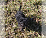 Small Photo #27 YorkiePoo Puppy For Sale in CHANUTE, KS, USA