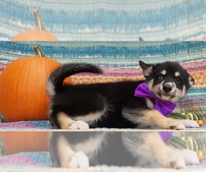 Pomsky Puppy for sale in LANCASTER, PA, USA