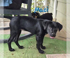 Macy - Female Labrador Retriever-Unknown Mix Dog for Adoption - Photo #4