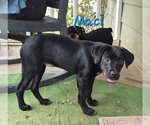Small #3 Labrador Retriever Mix