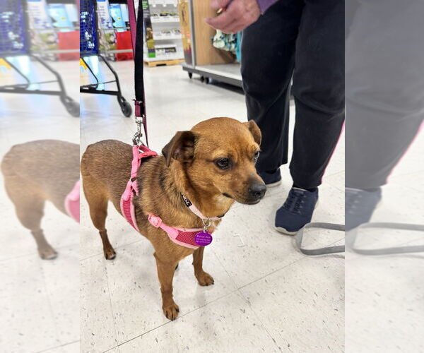 Medium Photo #7 Chipin Puppy For Sale in Greenbelt, MD, USA