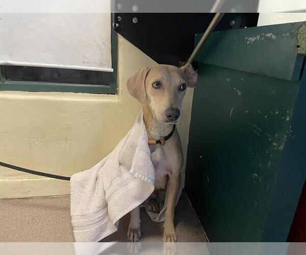 Medium Photo #1 Mutt Puppy For Sale in Pasadena, CA, USA