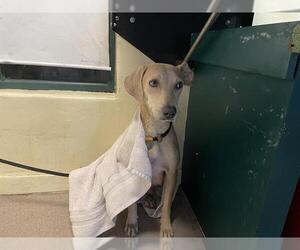 Mutt Dogs for adoption in Pasadena, CA, USA