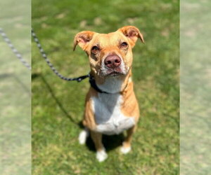 Madeline - Female Mutt Dog for Adoption - Photo #6