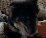 Small #1 Shetland Sheepdog