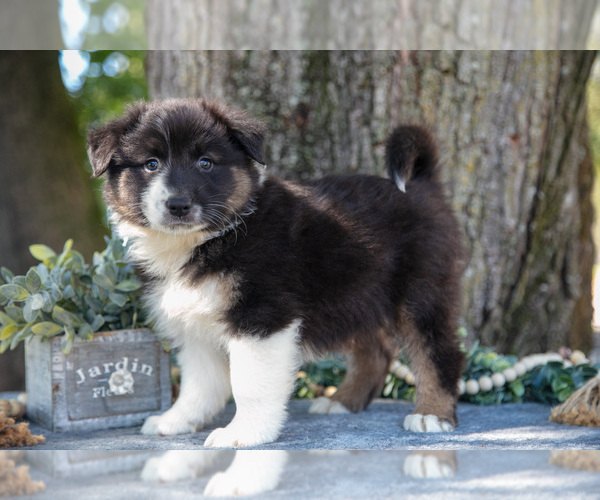 Medium Photo #1 Australian Shepherd Puppy For Sale in CHRISTIANA, PA, USA