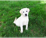 Small #6 Labrador Retriever