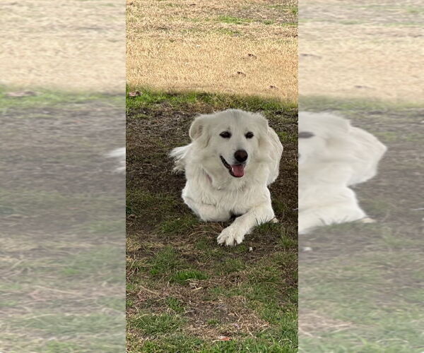 Medium Photo #3 Golden Pyrenees Puppy For Sale in Lillian, TX, USA