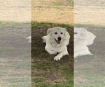Small #2 Golden Pyrenees